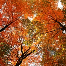 Autumn Party